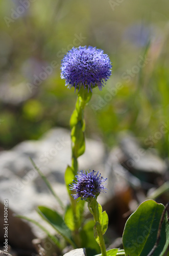 echte kugelblume globularia bisnagarica photo