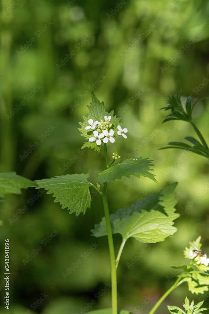 A wild garlic mustard plant (Alliaria petiolata) in blooms A wild garlic mustard plant (Alliaria petiolata) in blooms