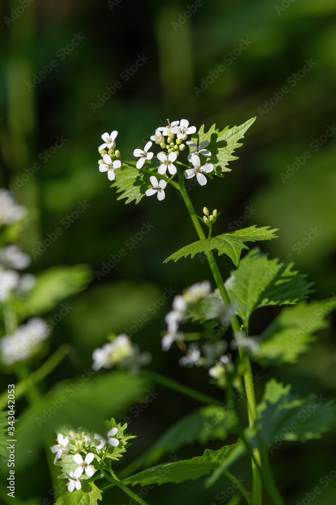 A wild garlic mustard plant (Alliaria petiolata) in blooms A wild garlic mustard plant (Alliaria petiolata) in blooms