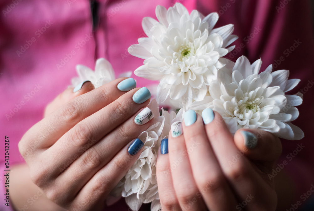 Fototapeta premium Stylish manicure in cold tones on the girl 's hands against a background of white chrysathemums.