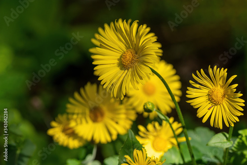 Bright yellow flowers of Doronicum orientale or leopards bane.
