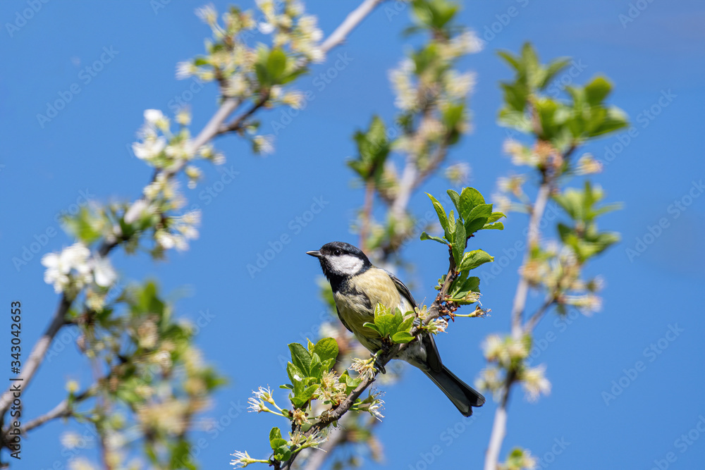 Obraz premium Close up of Great tit (Parus major) in nature