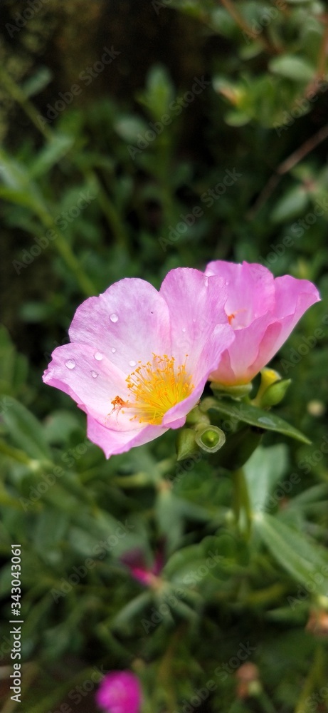 Fototapeta premium pink lotus flower