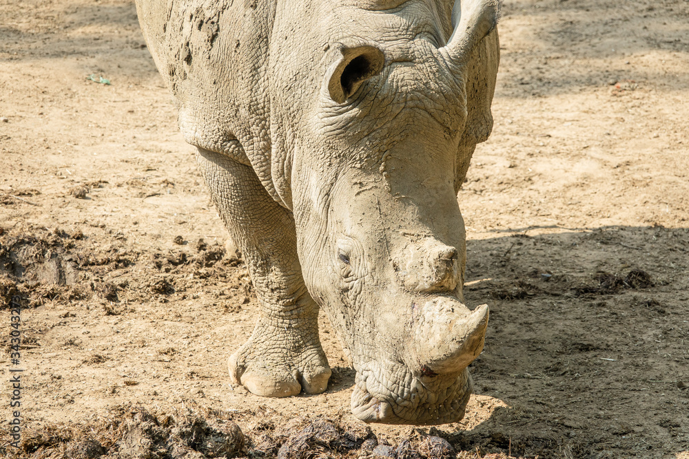 Fototapeta premium Zoo - rhinoceros
