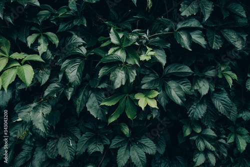 Green colorful leaves on blooming bush, seamless background