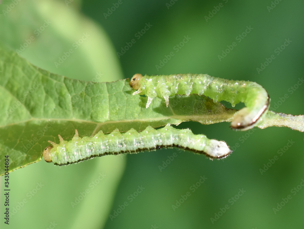 Green and black sawfly larvae eating honeysuckle leaf Green and black sawfly larvae eating honeysuckle leaf