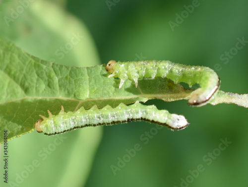 Green and black sawfly larvae eating honeysuckle leaf