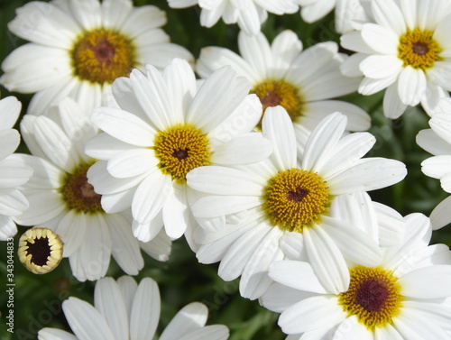 Close up on white marguerite flowers