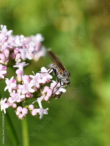 The dance fly Empis tesselata using its long proboscis to feed on flower