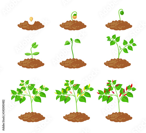 Chilli Pepper Plant Growth Stages Infographic Elements. Chili Sapling Planting Process from Seeds Sprout to Ripe Vegetable. Plant Life Cycle Isolated on White Background. Cartoon Vector Illustration