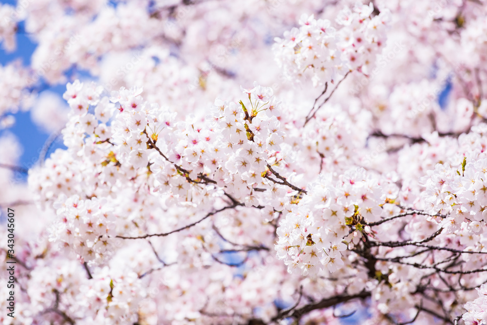 Cherry blossom tree during spring season.