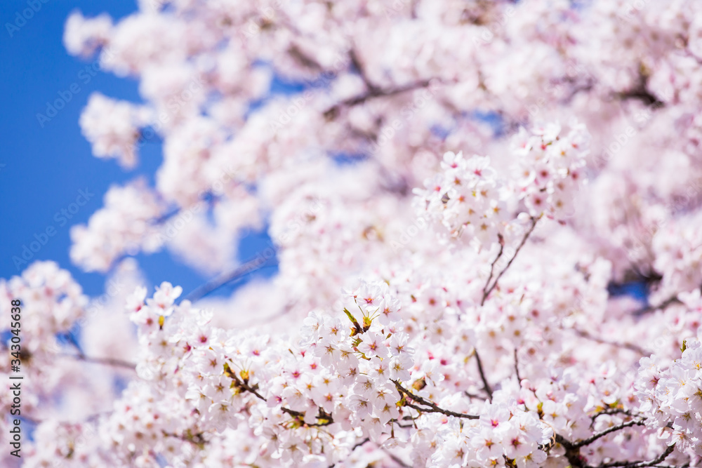 Cherry blossom tree during spring season. Cherry blossom tree during spring season.