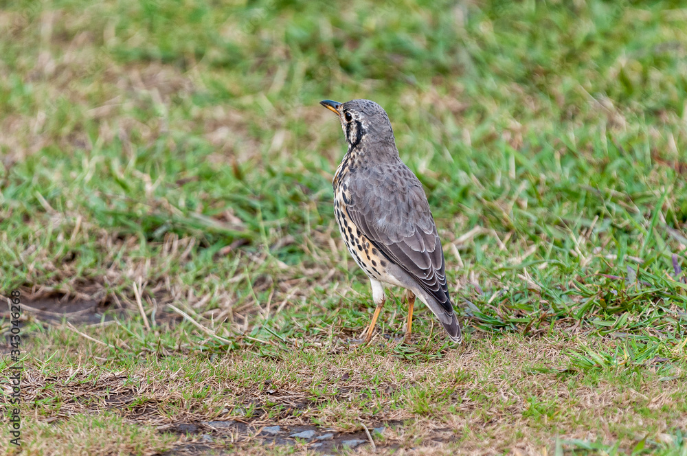 Back-view of a Groundscraper Thrush, Psophocichla litsitsirupa Back-view of a Groundscraper Thrush, Psophocichla litsitsirupa