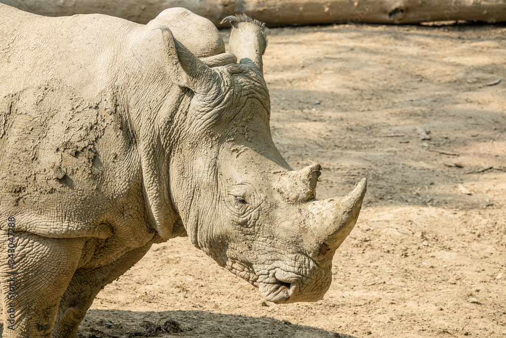 Obraz premium Zoo - rhinoceros