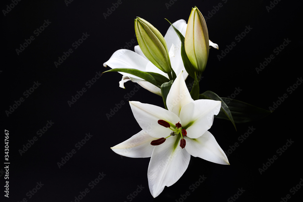 Obraz premium Lily on black for celebration decoration design. Spring, nature background.