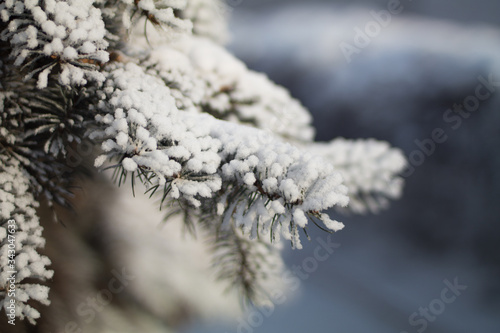 frost on branches of pine © venturus