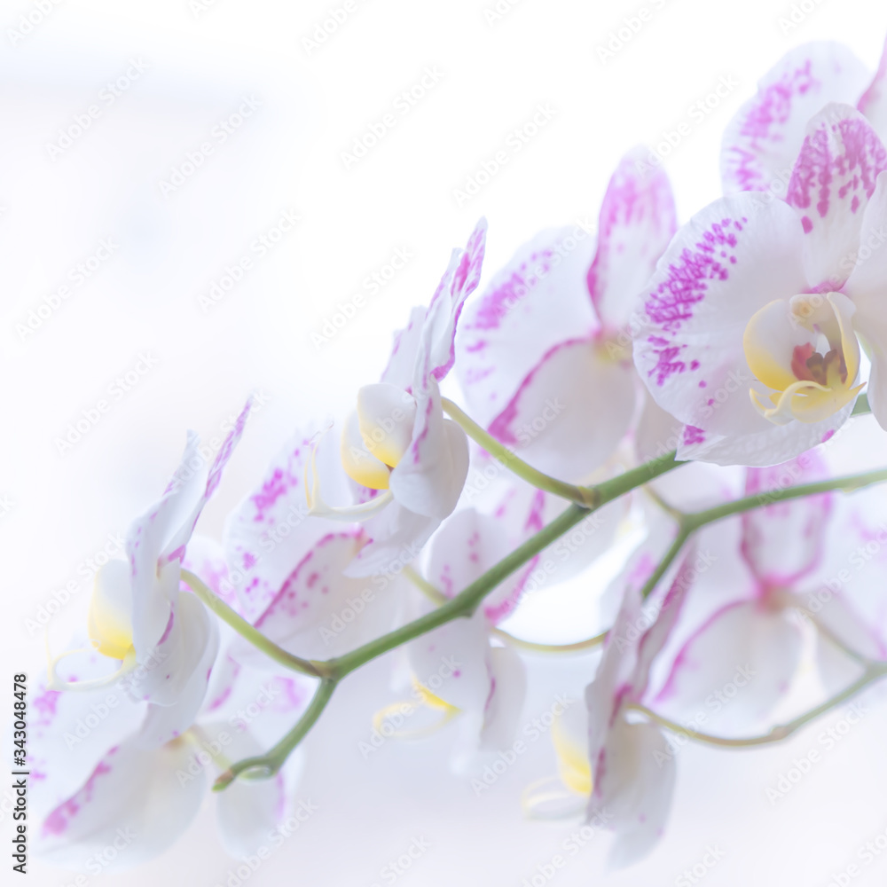 Blooming orchid phalaenopsis flowers of white and lilac color. Tender light greeting card poster, floral background in pastel tone