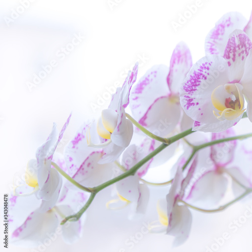 Fototapeta Naklejka Na Ścianę i Meble -  Blooming orchid phalaenopsis flowers of white and lilac color. Tender light greeting card poster, floral background in pastel tone