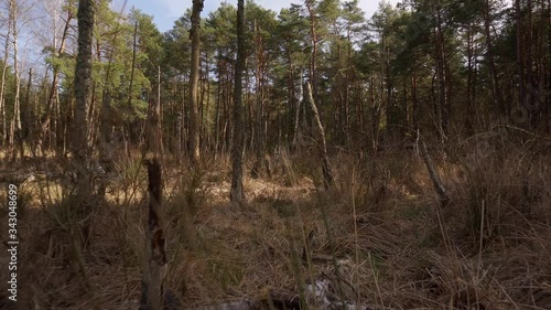 walk through a dry swamp in a beautiful spring forest