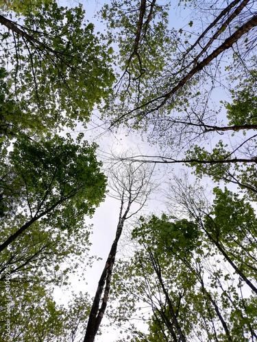 trees and sky