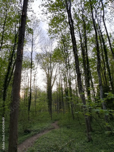 trees in the forest