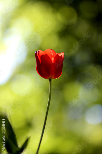 Radiant green spring background of tulip on bokeh bqackground for a concept