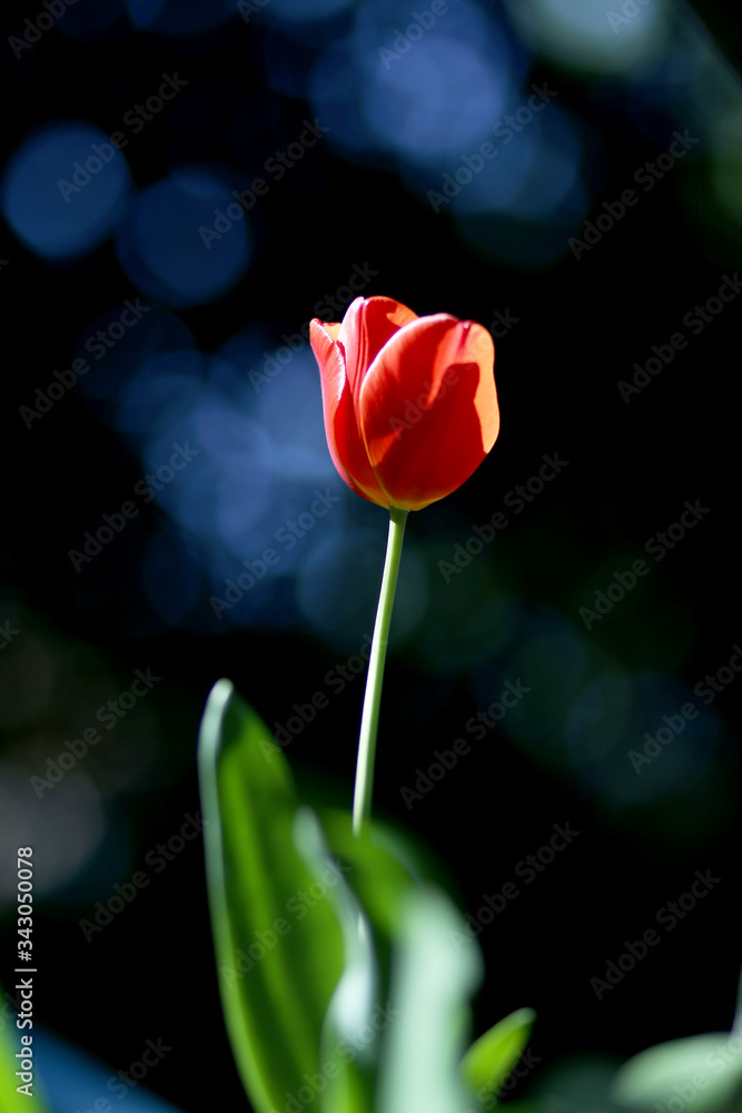 Obraz premium Radiant green spring background of tulip on bokeh bqackground for a concept