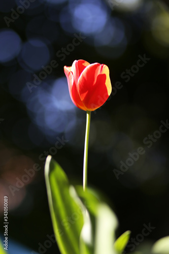 Radiant green spring background of tulip on bokeh bqackground for a concept