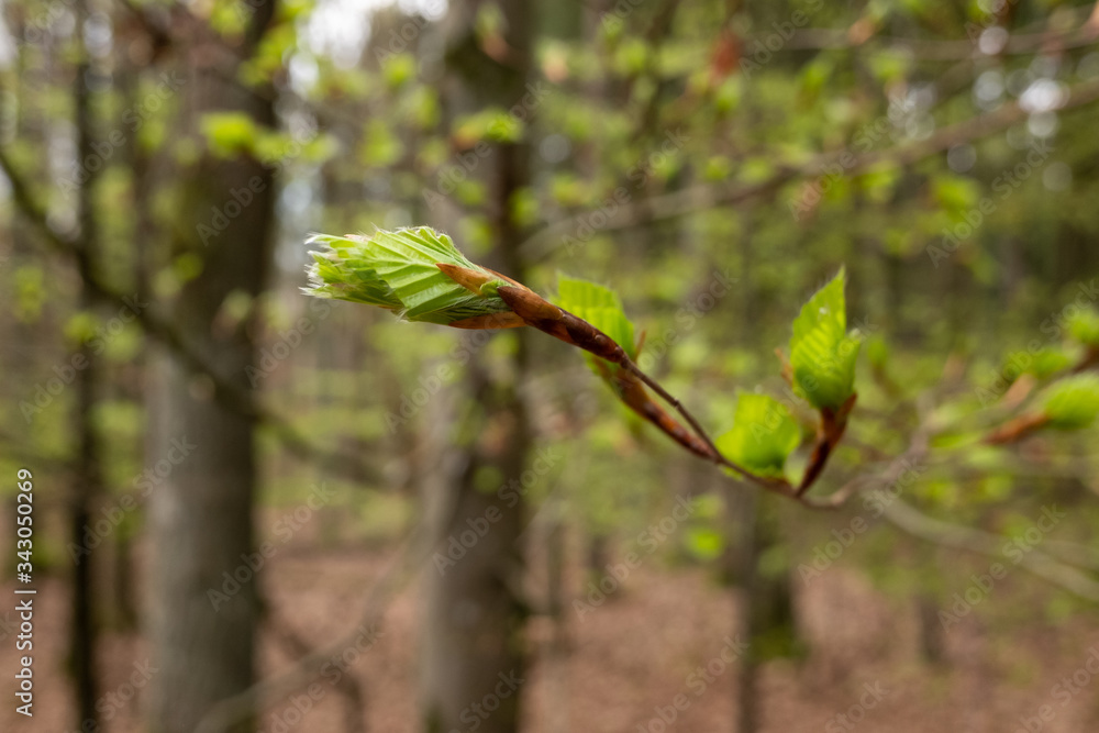 Frische Blätter und Knospen an Bäumen (Buchen) in einem Laubwald im Frühling Frische Blätter und Knospen an Bäumen (Buchen) in einem Laubwald im Frühling