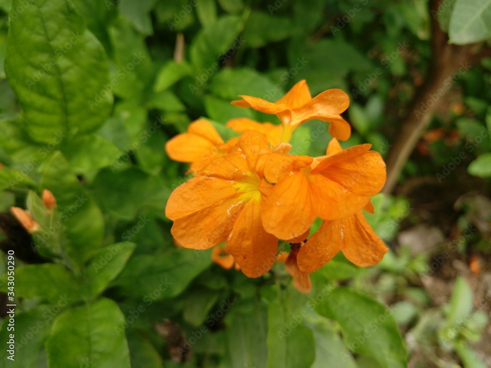 A very colorful tradition is crossandra flowers
A very colorful tradition is crossandra flowers