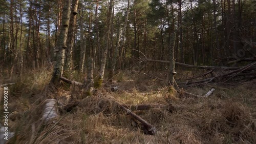 walk through a dry swamp in a beautiful spring forest