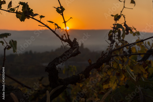 Sunset in the autumn vineyards of Crimea  the sun through a spider s web  macrophotography of grape leaves and cobwebs  beautiful autumn sunset