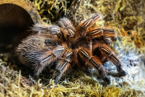 Single Chilean Rose Tarantula spider - latin Gramostola rosea - known also as Rose hair tarantula, Chilean fire tarantula natively inhabiting Chile in an zoological garden terrarium