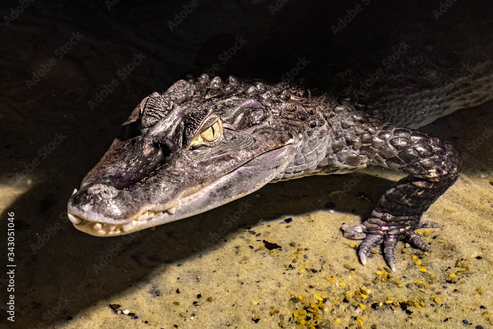 Single Spectacled caiman latin Caiman crocodilus known also as