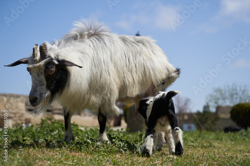 Farm animal goat. Goat livestock on farm on sunny day