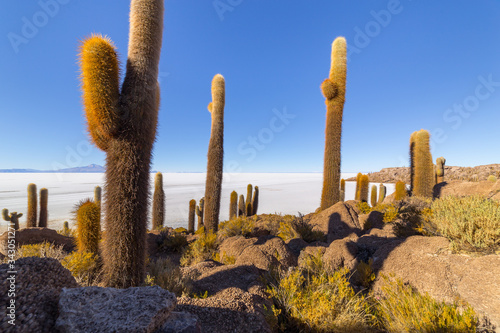 Incahuasi island  Cactus Island   on Salar de Uyuni  in Bolivia