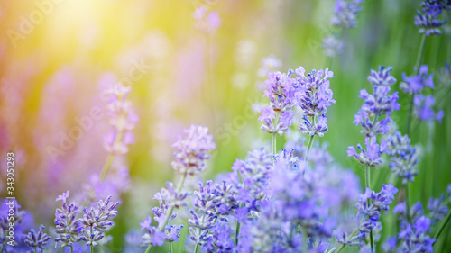 Beautiful spring background. Selective focus. Shallow depth of field. Lavender bushes closeup on sunset.
