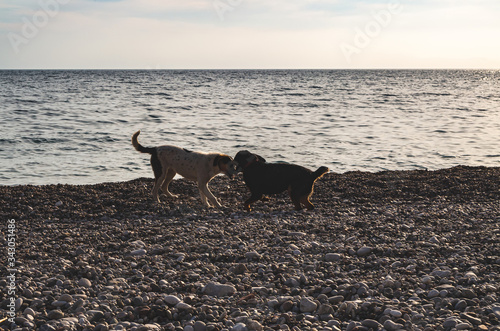 Dog Running on the Beach