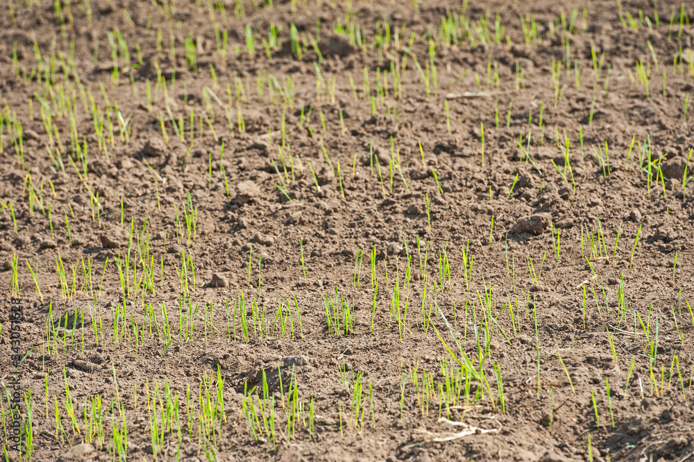 Field of food crop growing in rural farm meadow Field of food crop growing in rural farm meadow