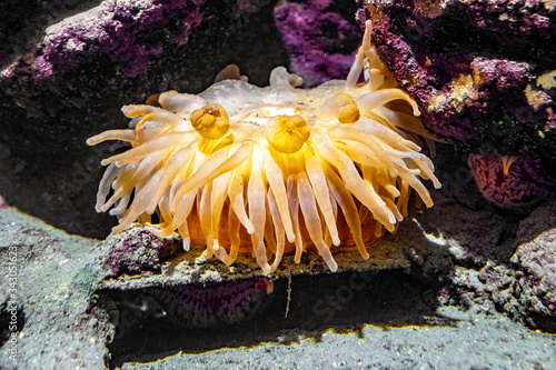 Single Norwegian Sea Anemone - latin Actiniarnia - inhabiting seashore coastal waters Norway, in an zoological garden marine aquarium photo