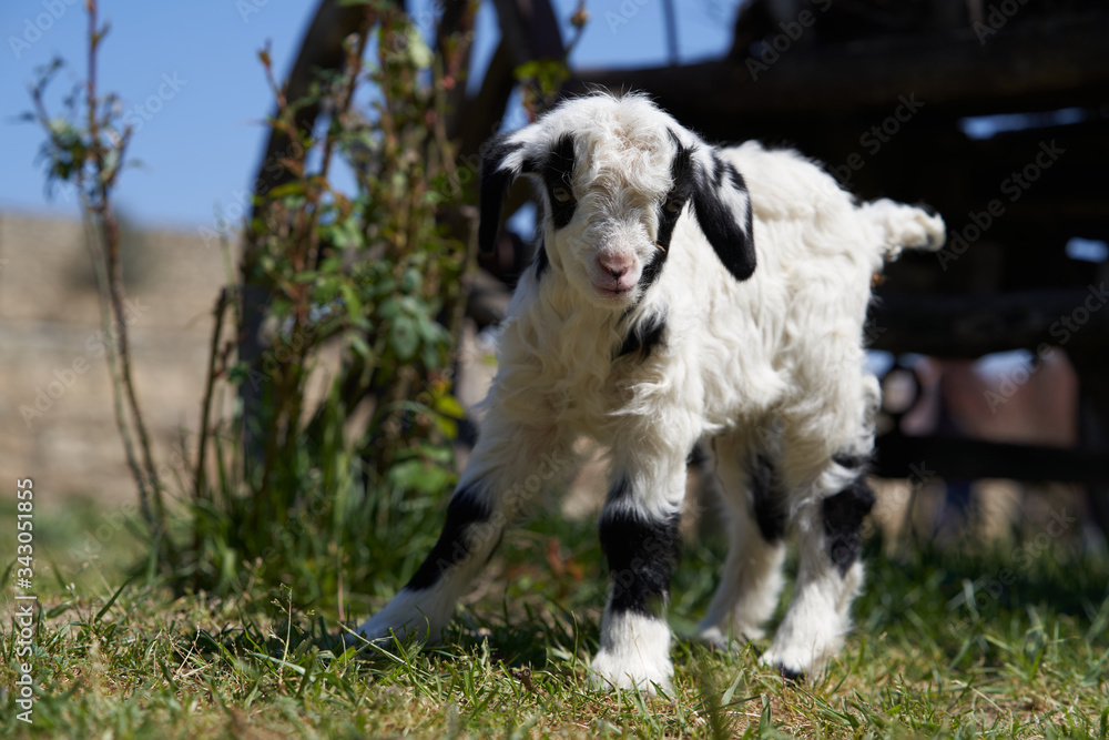Farm animal goat. Goat livestock on farm on sunny day Farm animal goat. Goat livestock on farm on sunny day