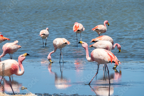 Pink flamingos at Canapa Lagoon, in Bolivia