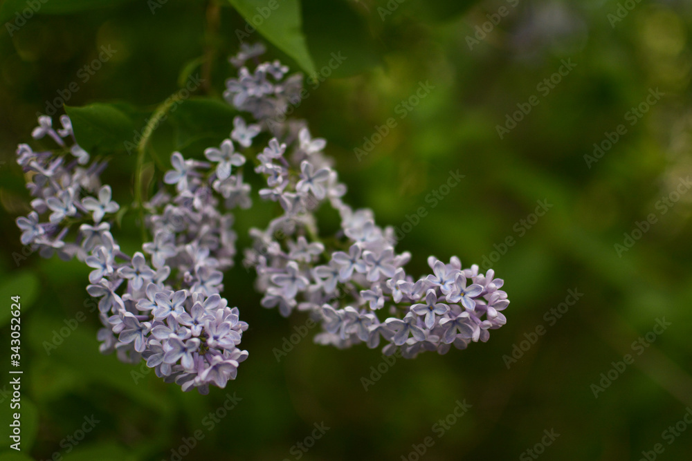 two brushes of fragrant lilac bloomed in the spring in may in the Park two brushes of fragrant lilac bloomed in the spring in may in the Park