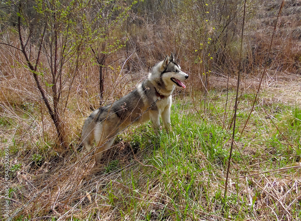 Fototapeta premium Husky dog walks on a background of spring nature