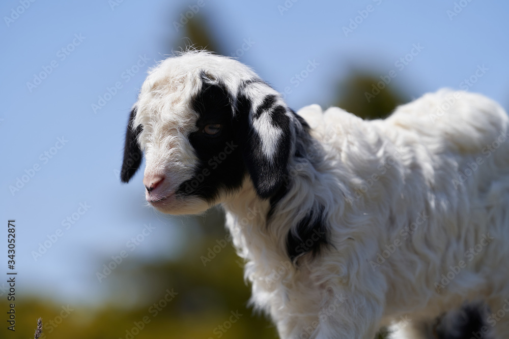 Fototapeta premium Farm animal goat. Goat livestock on farm on sunny day