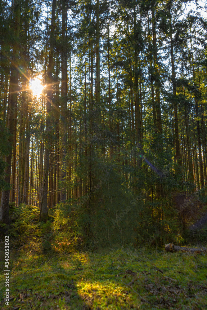 Obraz premium Ein Sonnenstern strahlt auf das Moos des Waldbodens. Im Vordergrund liegt ein umgestürzter Baum.