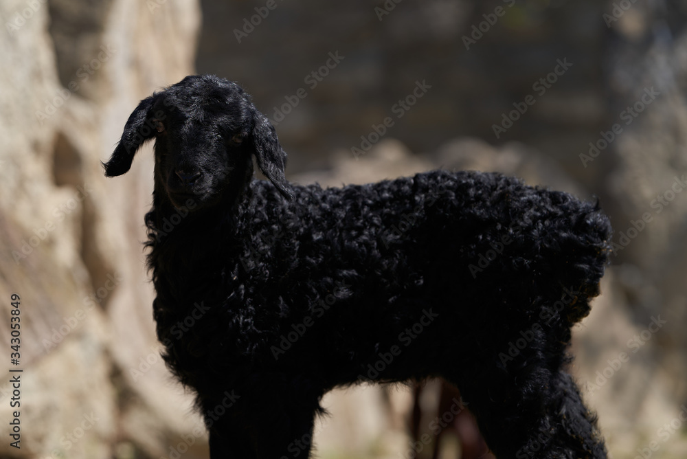 Farm animals, cute little lambs. Livestock, sheep on green meadow Farm animals, cute little lambs. Livestock, sheep on green meadow