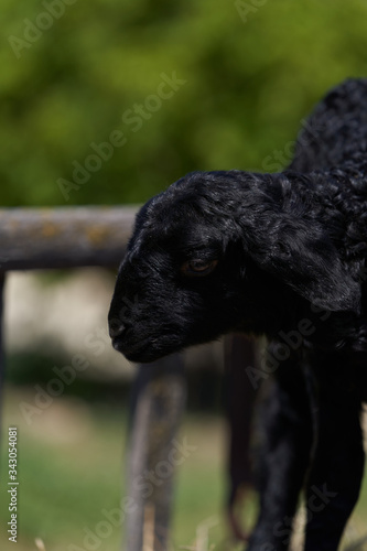 Fototapeta Naklejka Na Ścianę i Meble -  Farm animals, cute little lambs. Livestock, sheep on green meadow