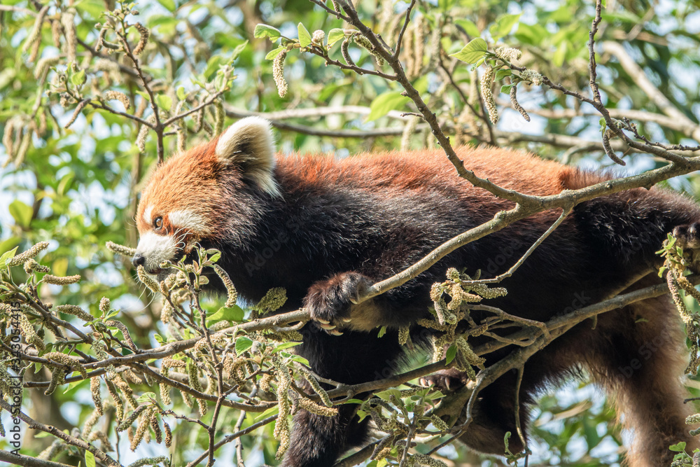 Fototapeta premium Zoo - raccoon
