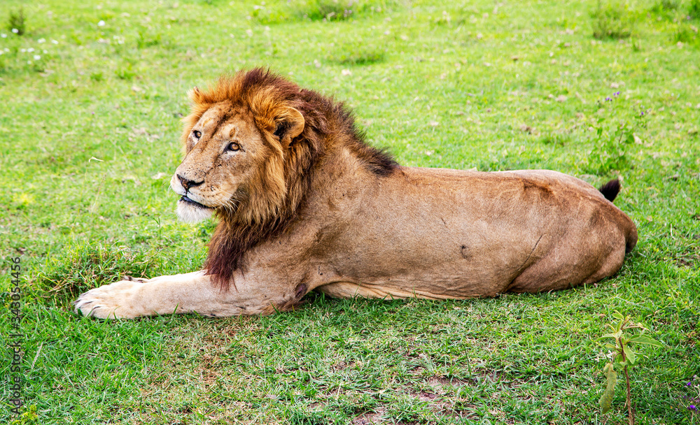 Big male African lion with a beautiful thick mane and scars on the skin resting on a meadow in the Ngorongoro Crater, national park Tanzania. Big male African lion with a beautiful thick mane and scars on the skin resting on a meadow in the Ngorongoro Crater, national park Tanzania.